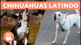 LATIDOS de CACHORROS CHIHUAHUA 🐶🔊 Raiva Feliz e Chorando [upl. by Alesig]