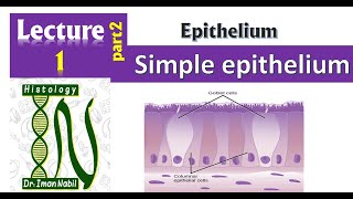 1bSimple epithelium Part2Pseudostratified columnar epitheliumFirst year [upl. by Katharina928]