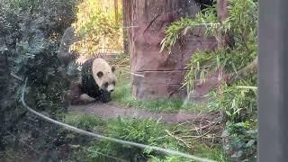 Panda San Diego Zoo [upl. by Littman598]