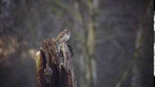 Woodlark Skipwith Common Yorkshire [upl. by Terris]