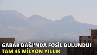 Gabar Dağında fosil bulundu Tam 45 milyon yıllık [upl. by Ludewig727]