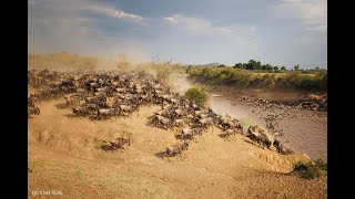 Wildebeest Crossing Mara River [upl. by Dee]