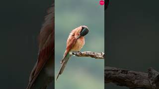 Southern Carmine Bee Eater  Africas Stunning JewelBright Bird bird wildlife birdlife nature [upl. by Fernand313]