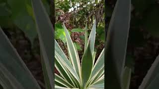 Agave angustifolia var marginata [upl. by Noryt]