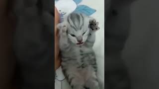 Dramatic Cat shortsfeed shorts cat catmemes funny meme memes [upl. by Burkle749]