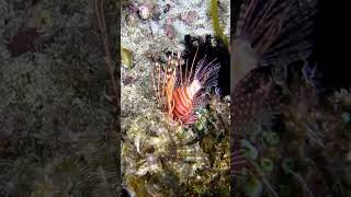 Крылатка бали индонезия fish bali underwater scubadiving indonesia gopro крылатка travel [upl. by Winifield]