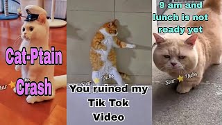 Try NOT TO LAUGH With These Funny Cat Voiceovers [upl. by Ettezzus]