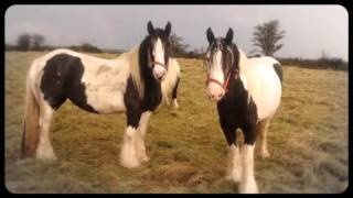 McCarthys Gypsy Vanner Horses of Ireland [upl. by Odragde]