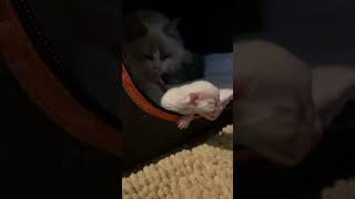 Hours Old Ragdoll Kitten Meowing ragdollcattery [upl. by Sanchez]