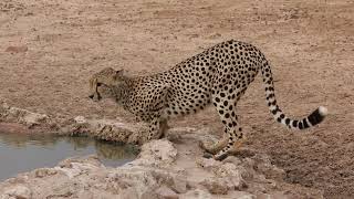 Cheetah Misty very nervous at waterhole [upl. by Fasta]