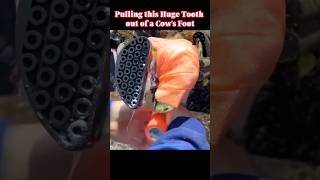 Pulling this Huge Tooth out of a Cow’s Foot tiktok fyp viral cow hoof hoofcare hoofpicking [upl. by Aesoh608]