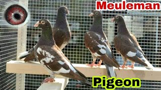 Meulemans Racing Pigeon  Meuleman Pigeon Lovers Colour Genetics In Racing Pigeons 2022 [upl. by Nessaj57]