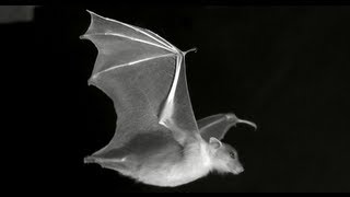 Brown researchers build robotic bat wing [upl. by Enaywd]