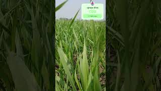 Spray 🌿 herbicide agriculture agriculture [upl. by Annoiek]