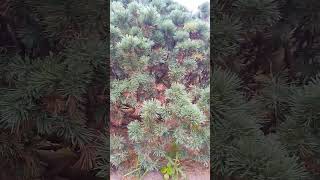 Pinus parviflora plant melodybacanto6572 [upl. by Chandless]