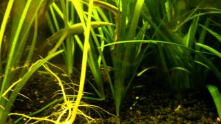 Boraras brigittae Mosquito Rasbora searching for Food on the Ground [upl. by Aneloj]