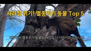 사라질 위기 멸종위기 동물 Top 5 [upl. by Annodas319]