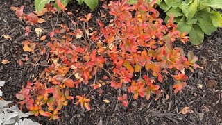 Chokeberry Low Scape Mound Aronia Melanocarpa  May amp November [upl. by Euhsoj]