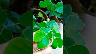 Super food Moringasahjan amazing tree for health and wellness must growshortvideo 🌿😱😮😊 [upl. by Bolan]