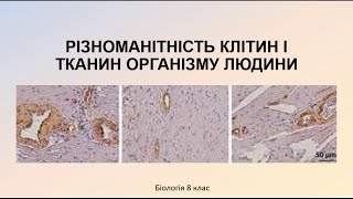 Біологія людини Різноманітність клітин і тканин організму людини [upl. by Astrahan]