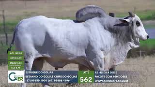 LOTE 562  ESTUQUE DO GOLIAS [upl. by Shyamal511]