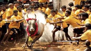 Healer Baskar Jallikattu Peace O Master [upl. by Anaili]