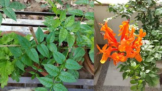 Tecoma Plant  How To Grow amp Care Tecoma Plant In Pots at Home  The Right Gardening [upl. by Jerusalem]