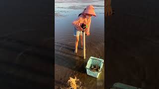 quotBeach Adventure Dad and Daughters Catching Fish amp Shrimp by Sand Pumpingquot [upl. by Gambell]