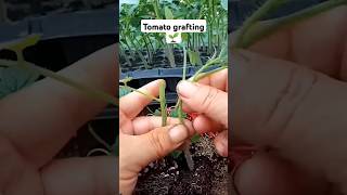 Tomato grafting agriculture tomatocutting tomatoe garden farming shorts [upl. by Ahilam]