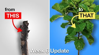 Easy way to get more branches on your Fiddle Leaf Fig or Rubber Tree Week 6 Update [upl. by Ebarta]