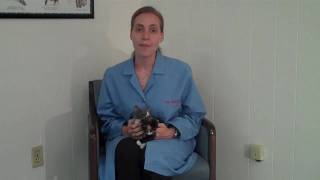 What You Need to Know About Feline Immunodeficiency Virus FIV [upl. by Delanos]