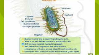 Prokaryotic And Eukaryotic Cells [upl. by Lertnek]