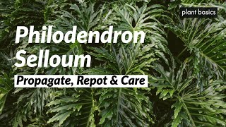 Philodendron Selloum Care Propagation and Repotting [upl. by Gardel]