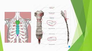 Sternum bone anatomy [upl. by Macintyre]