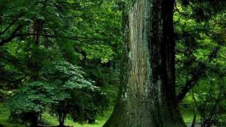 Walther von der Vogelweide  Under der Linden [upl. by Aynos]