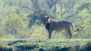 Red Road and the Lion Pride Appear Nharus [upl. by Ayikaz]