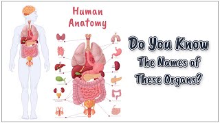 Human Anatomy Name of the Organs  Male  English Vocabulary Builder [upl. by Abrahams]