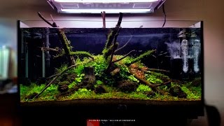 350L After trimming 3 weeks after setup [upl. by Cindie]