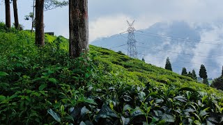 Darjeeling best places travel travelvlog video viralvideos [upl. by Aubert]