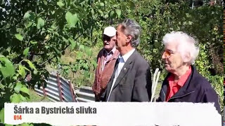 Ivan Hričovský AKO SA DÁ UPRAVIŤ STARŠIA BYSTRICKÁ SLIVKA [upl. by Bowes]