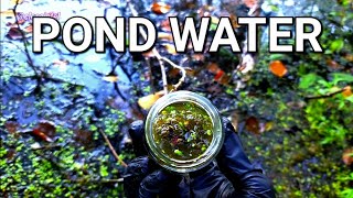 Getting Pond Water For Microscope [upl. by Rumilly256]