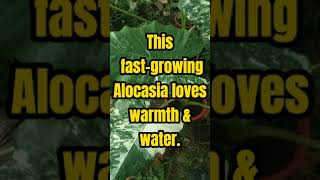 ALOCASIA MACRORRHIZA VARIEGATA Get to know this rare Alocasia  Shorts Plants amp Trivia [upl. by Bowyer]