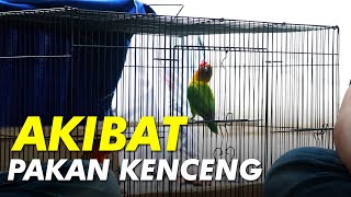 Niatnya Pakai Pakan Kenceng Biar Cepet Produksi eh Tiba tiba Lovebirdnya Jadi Konslet [upl. by Nylirej644]