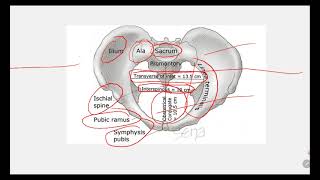 MATERNAL PELVIS PRACTICAL OBSTETRICS [upl. by Tasia228]