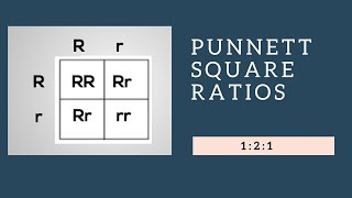 Genotypic Ratios and Phenotypic Ratios for Punnett Squares [upl. by Sheena312]