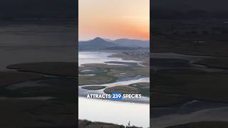 Suncheon Bay Reserve at Sunset 🇰🇷 [upl. by Roddy]