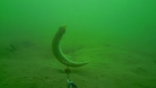 Vidéo UNDERWATER caméra WATER WOLF Quand le gardon joue avec ta ligne [upl. by Valley]