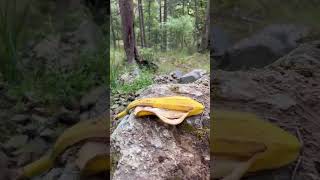 Banana Throw 23  I Had Some Help nature funny bananathrow [upl. by Viquelia535]