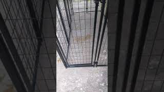 Kennel master dog kennel 6×4×8 [upl. by Leod]