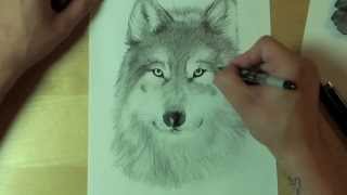 Wie zeichnet man einen WOLF  How to draw [upl. by Bergwall64]